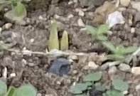 クロッカス11/29