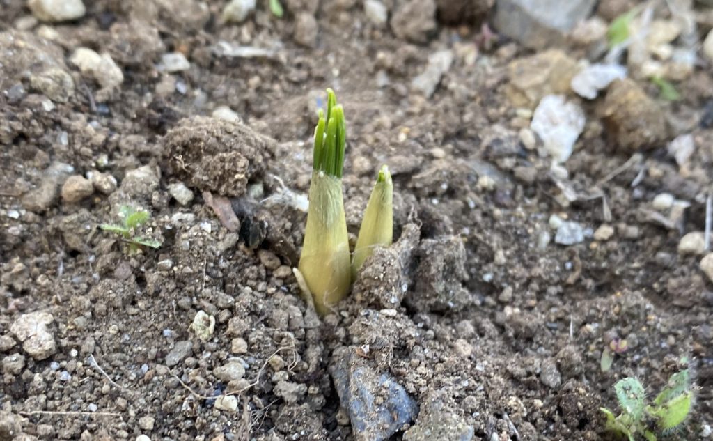 クロッカス12/12