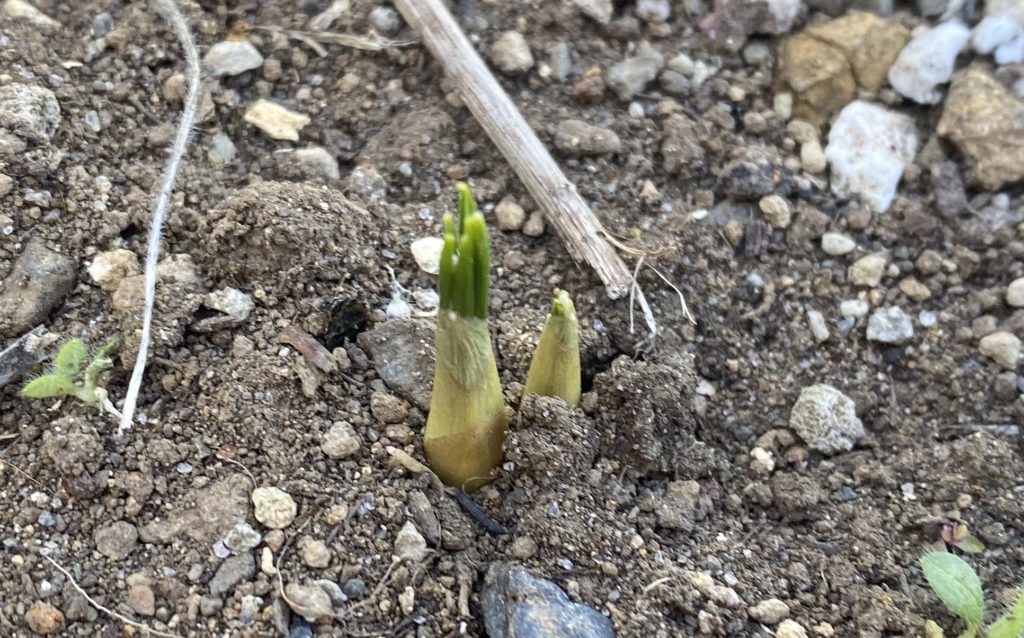 クロッカス12/20