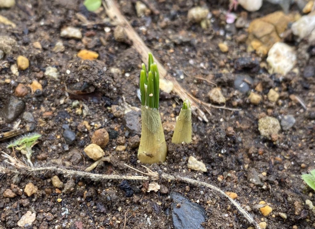 クロッカス12/27