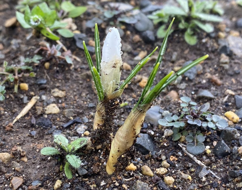 クロッカス　つぼみ