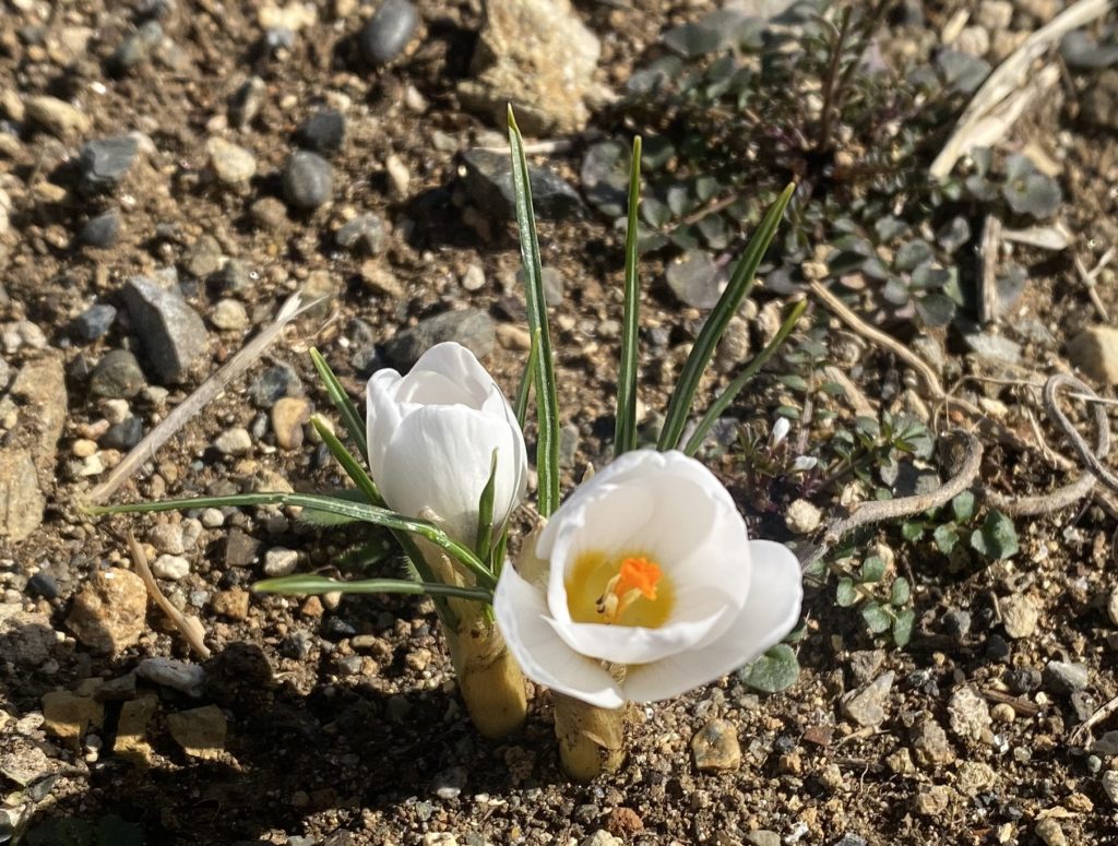 クロッカス　開花