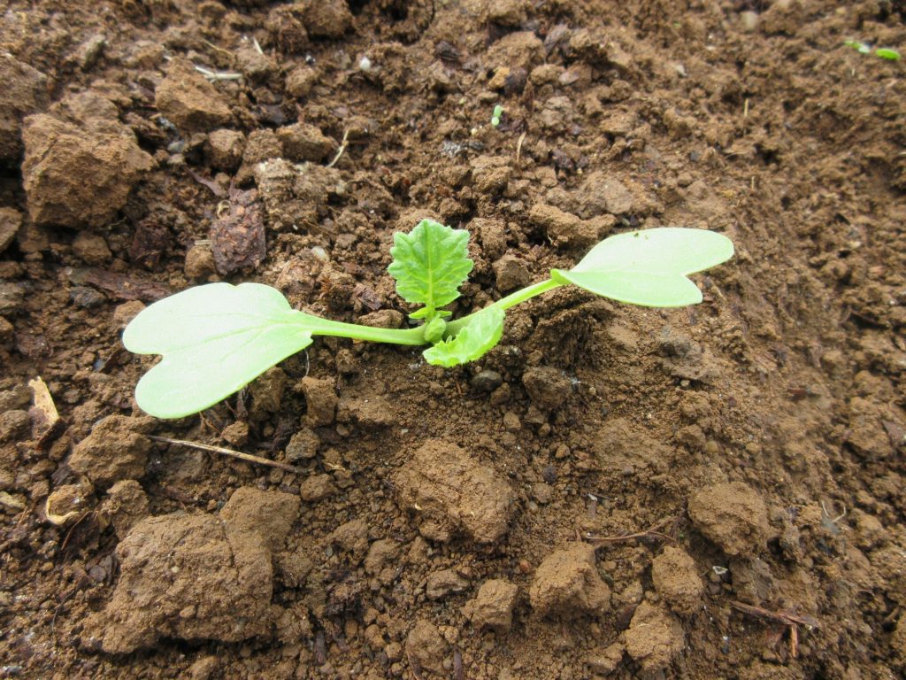 大根　本葉出る