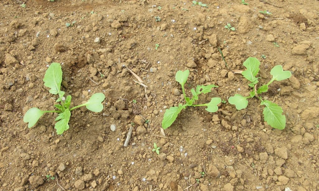 大根　本葉成長