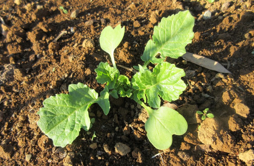 大根　本葉巨大化