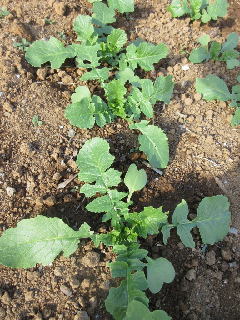 大根　本葉独特の形に