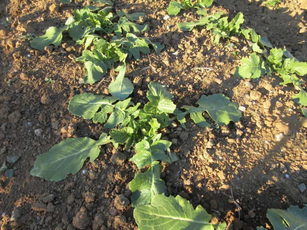 大根　厳寒期の葉