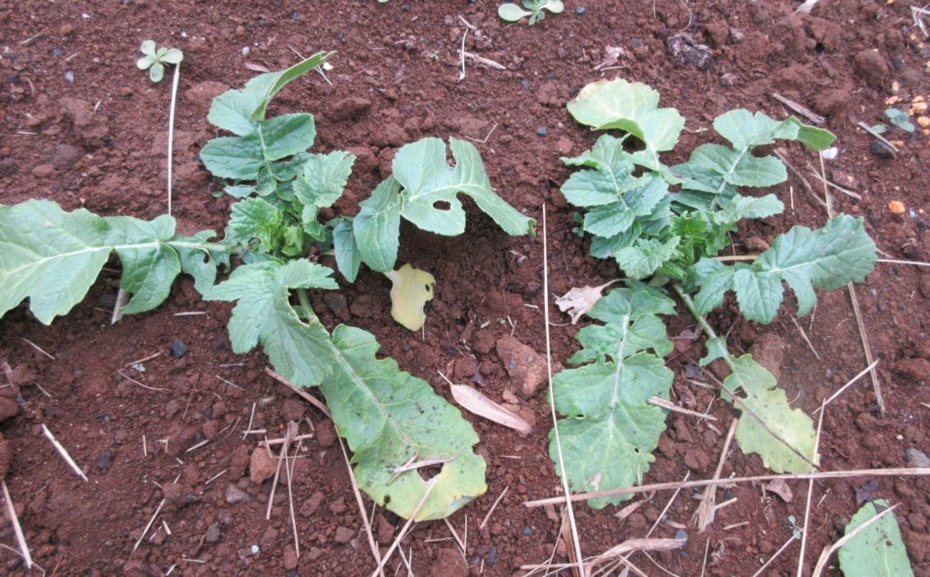 大根　霜枯れ
