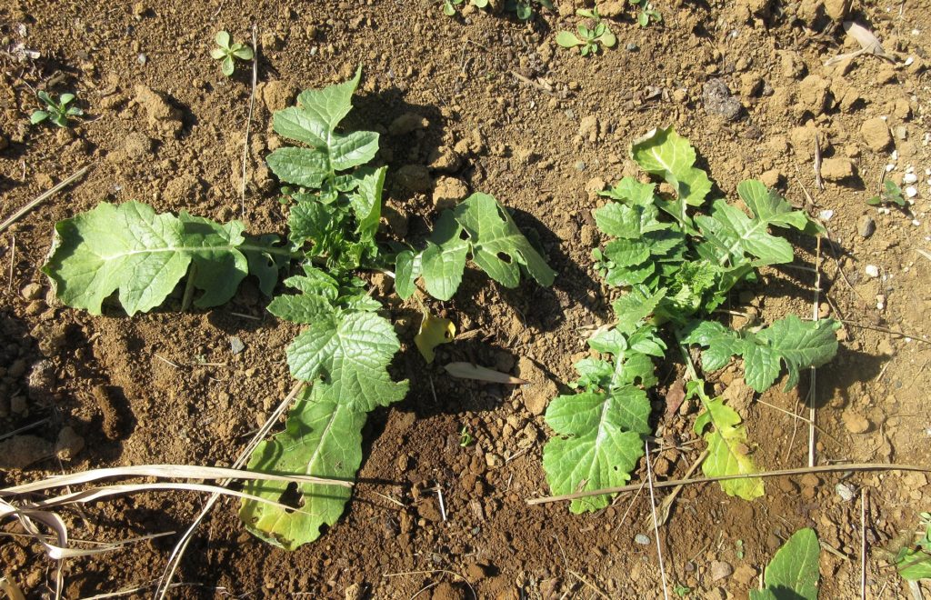 大根　正月頃の葉