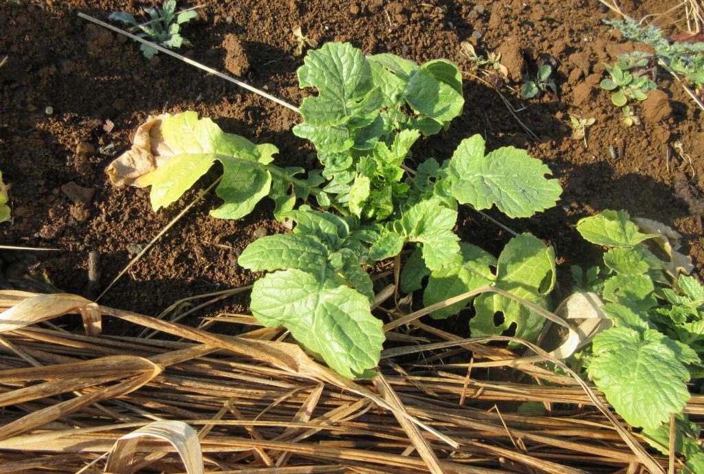 大根　葉を藁で防寒する