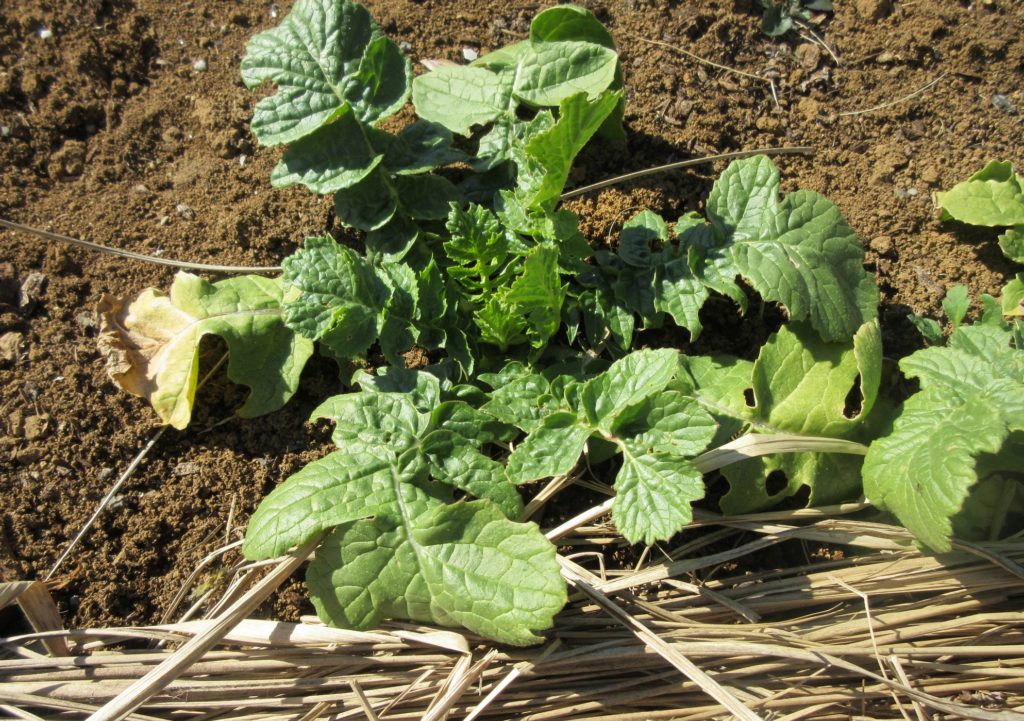 大根　葉　１月末日ごろ