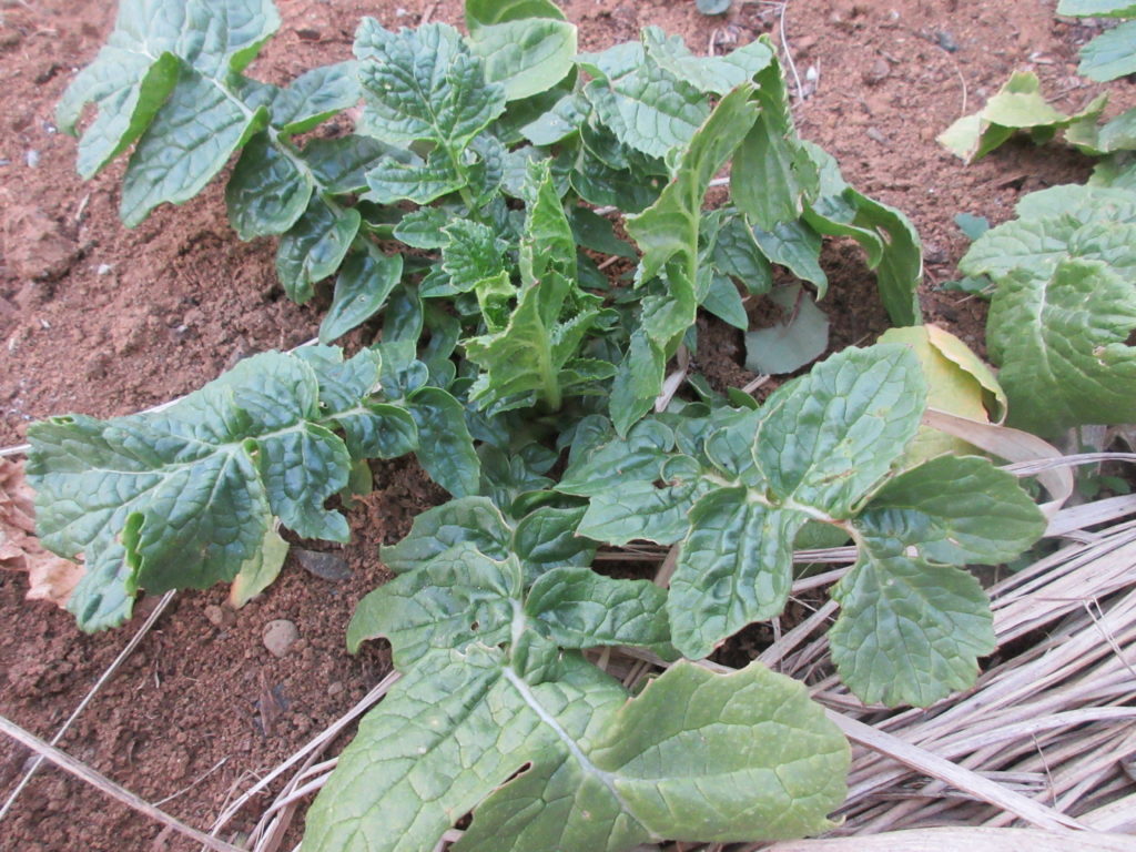 大根成長日記　2月７日