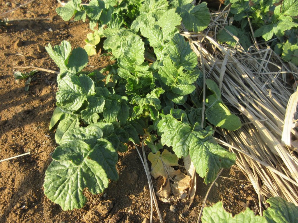 大根成長日記　2月14日