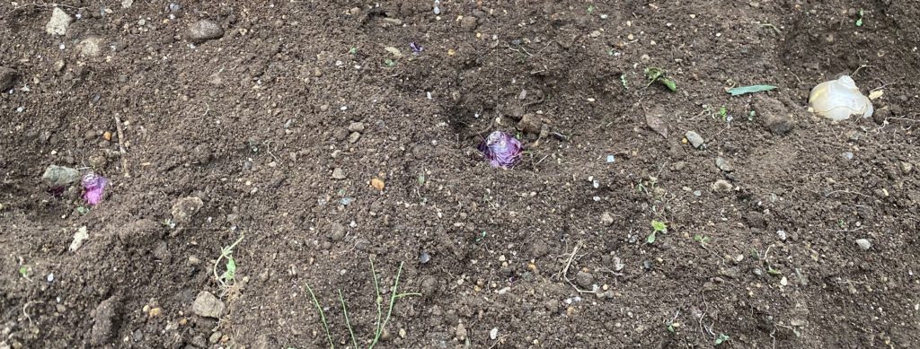 ヒヤシンス　球根植え付け