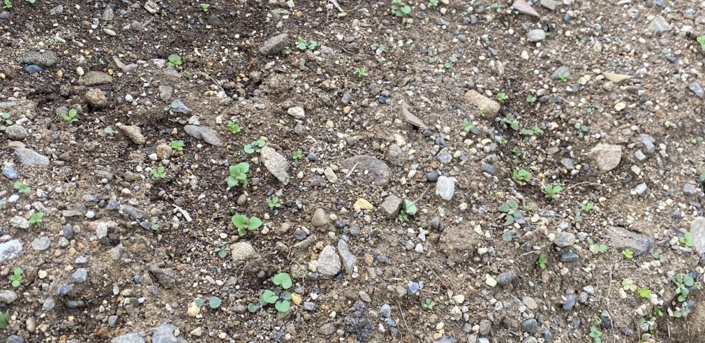 ヒヤシンス　冬越し