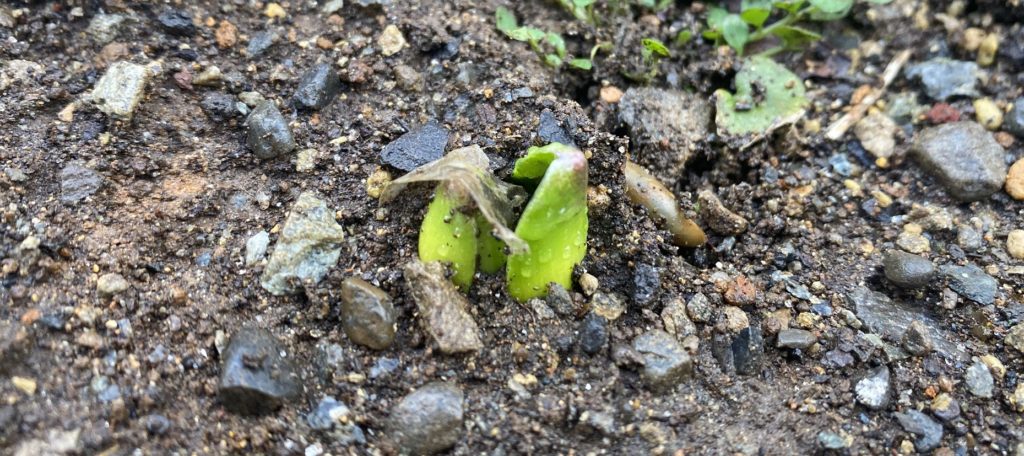 ヒヤシンス　発芽