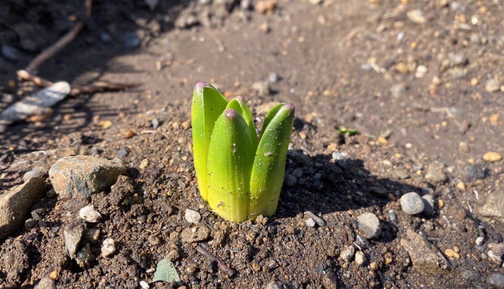 ヒヤシンス　芽の成長