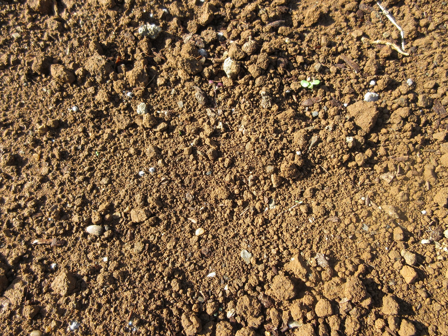 チューリップ植え込み