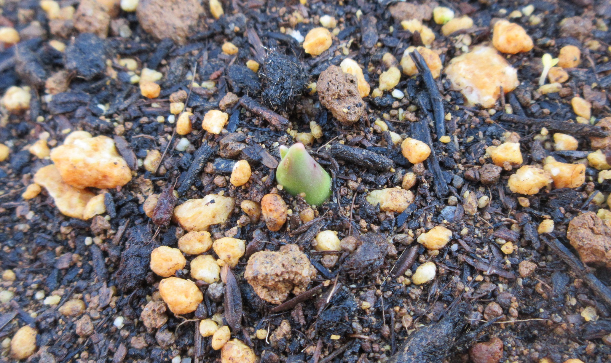 チューリップ　発芽