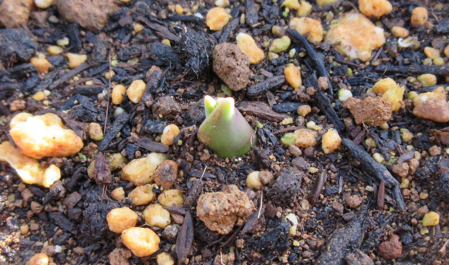 チューリップ発芽02