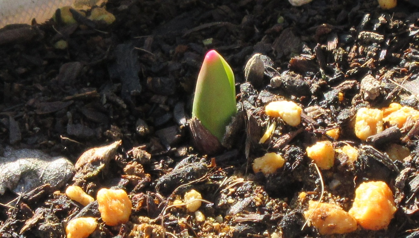 チューリップ　観察0103