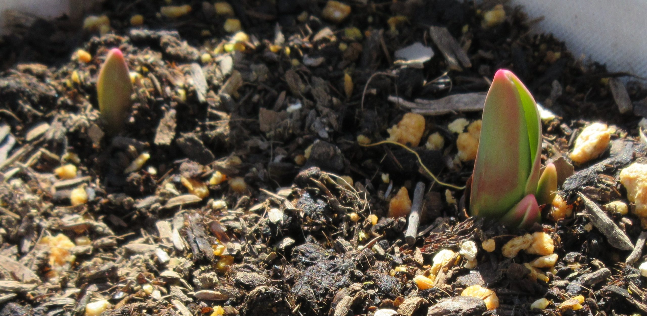 チューリップ　芽が葉に成長