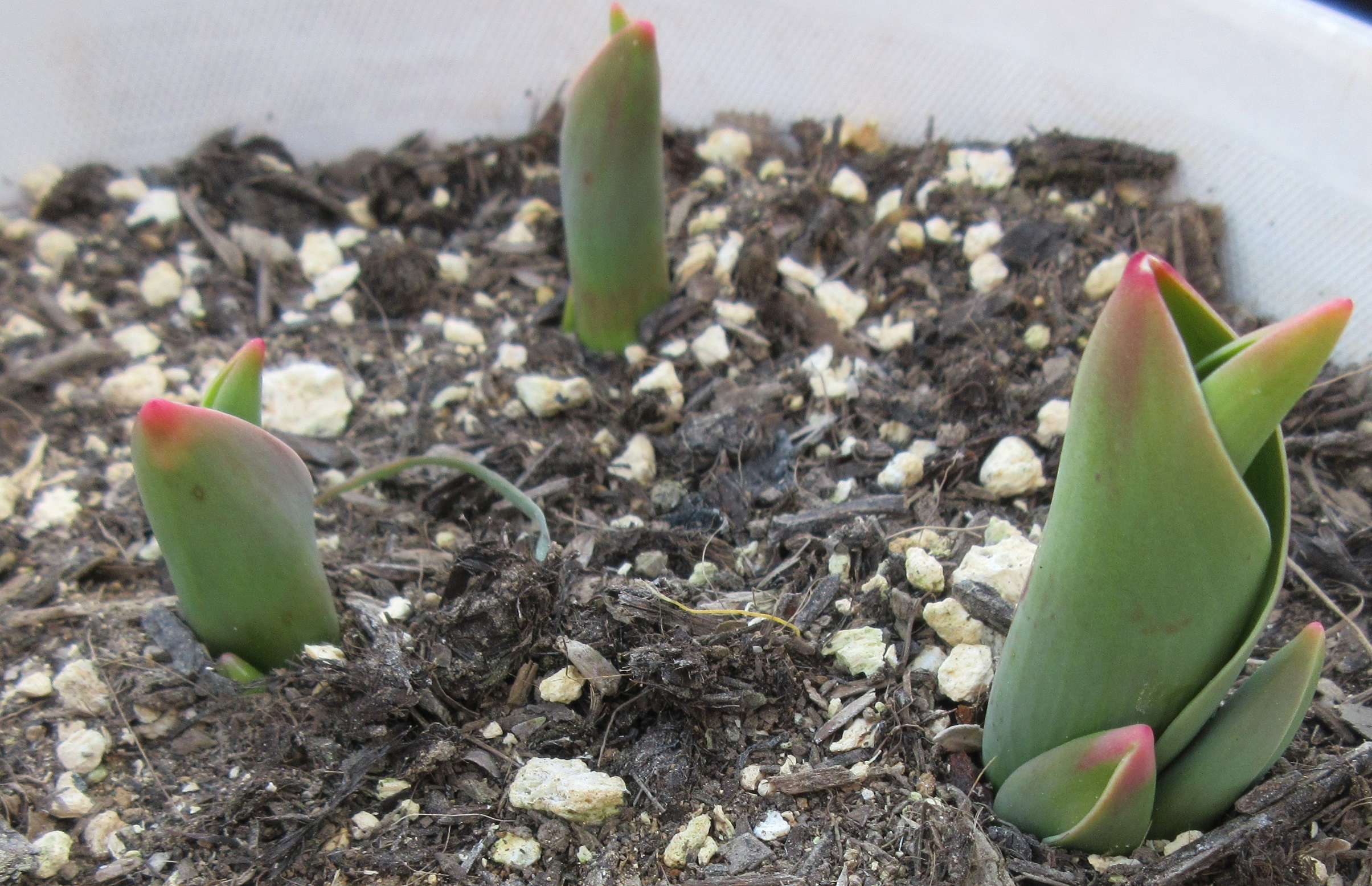 チューリップ　葉が巨大化