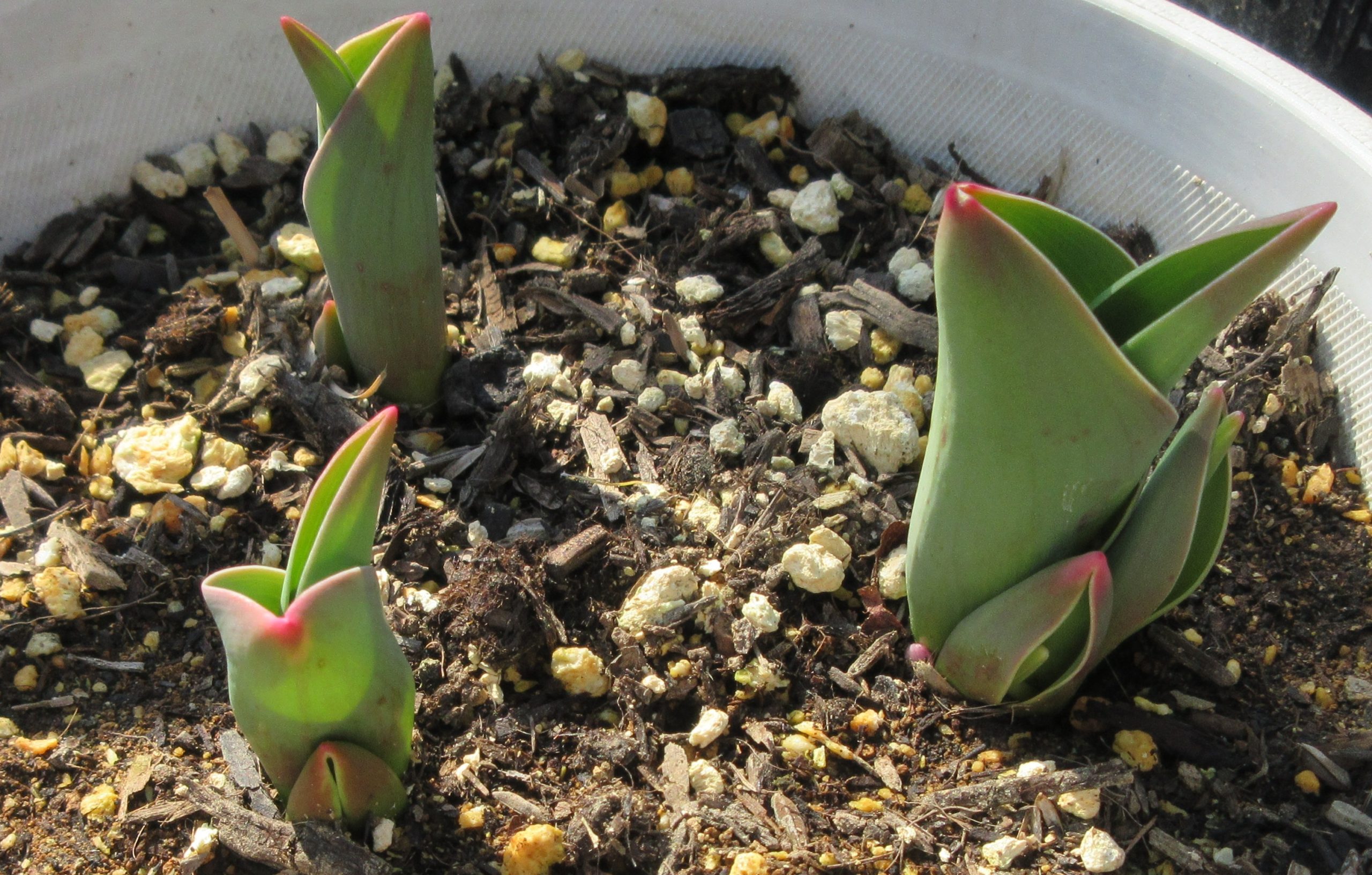 チューリップ　葉が開きだす