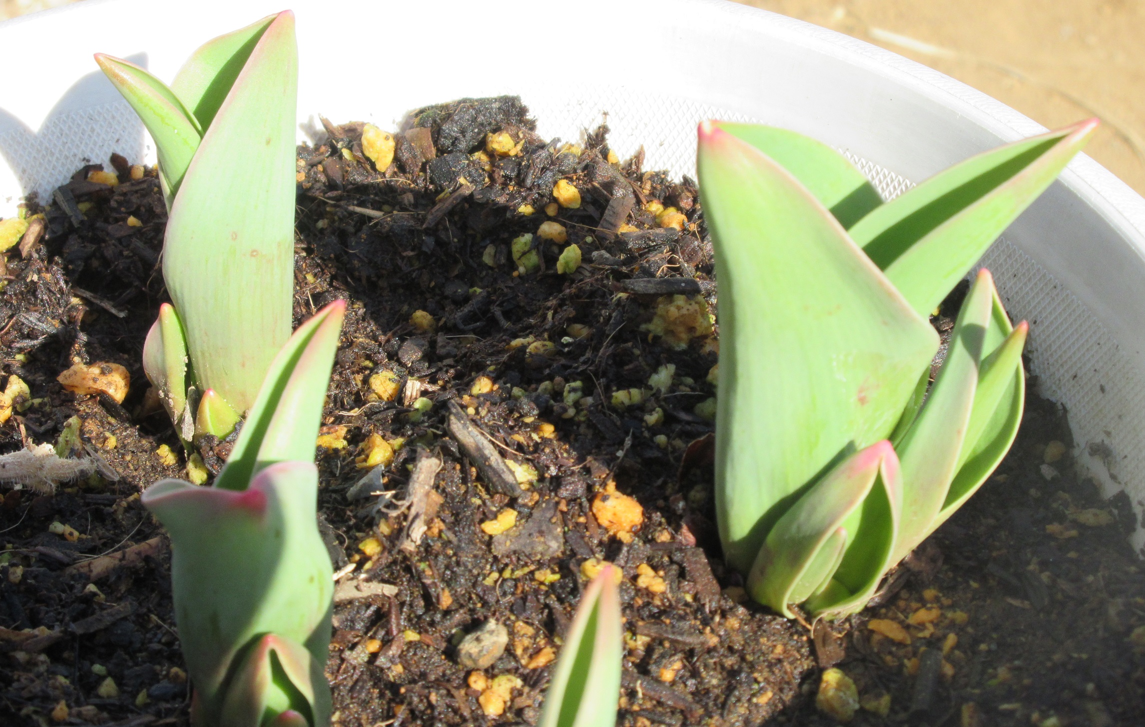 チューリップ　葉が開く