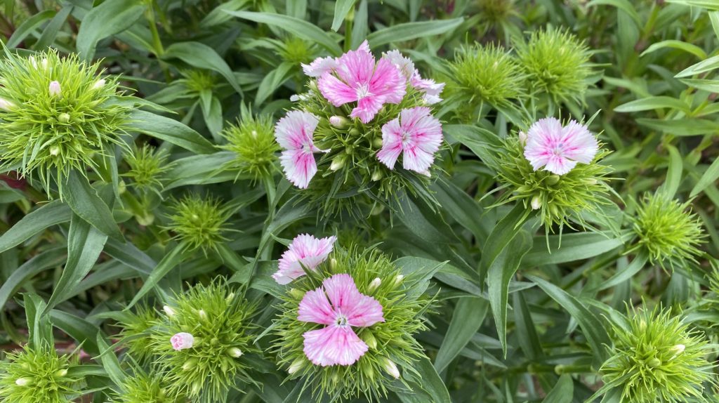 美女なでしこ　花
