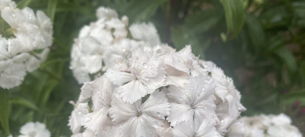 美女なでしこ　白