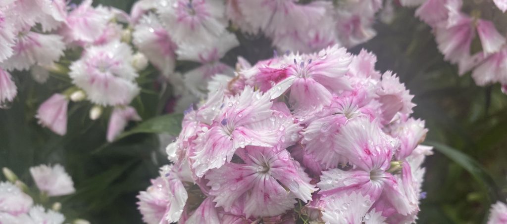 美女なでしこ　チェリーバイカラー