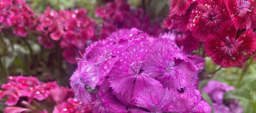 美女なでしこ　ピンク