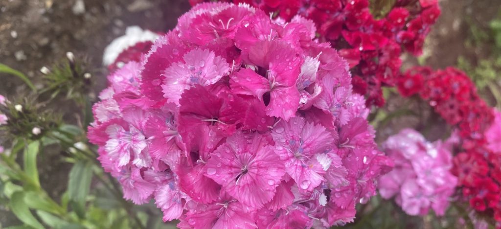 美女なでしこ　白＆ピンク