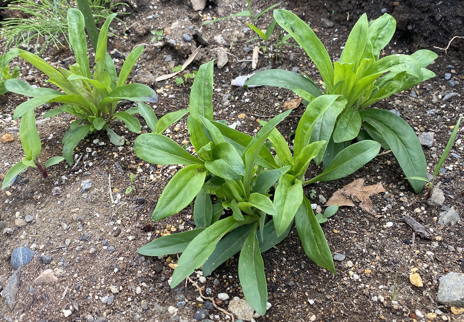 美女なでしこ0531