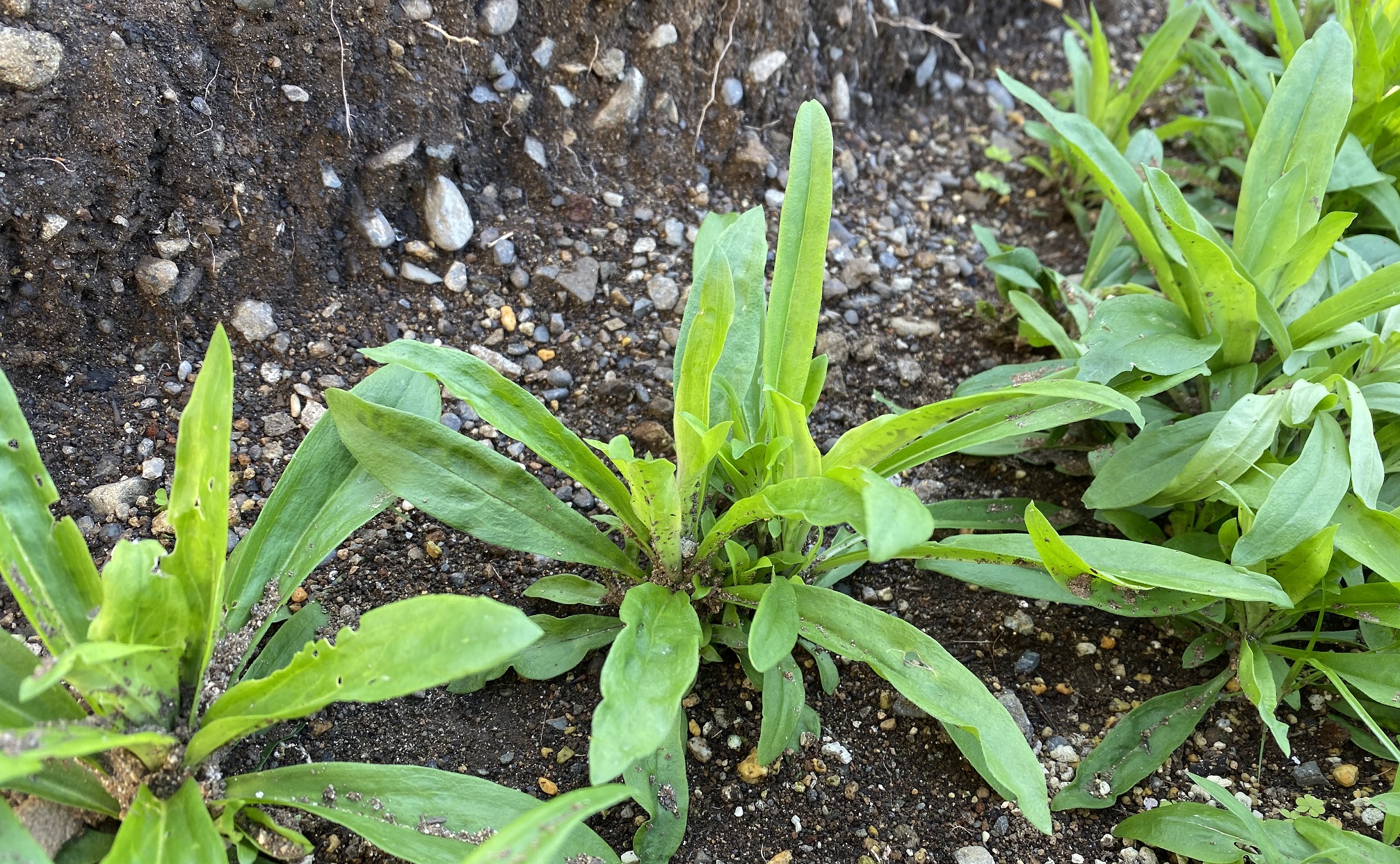 美女なでしこ0607