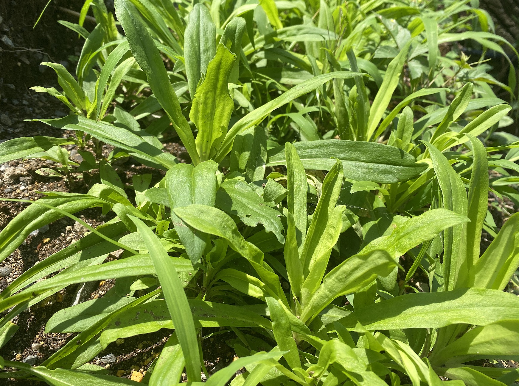 美女なでしこ0621