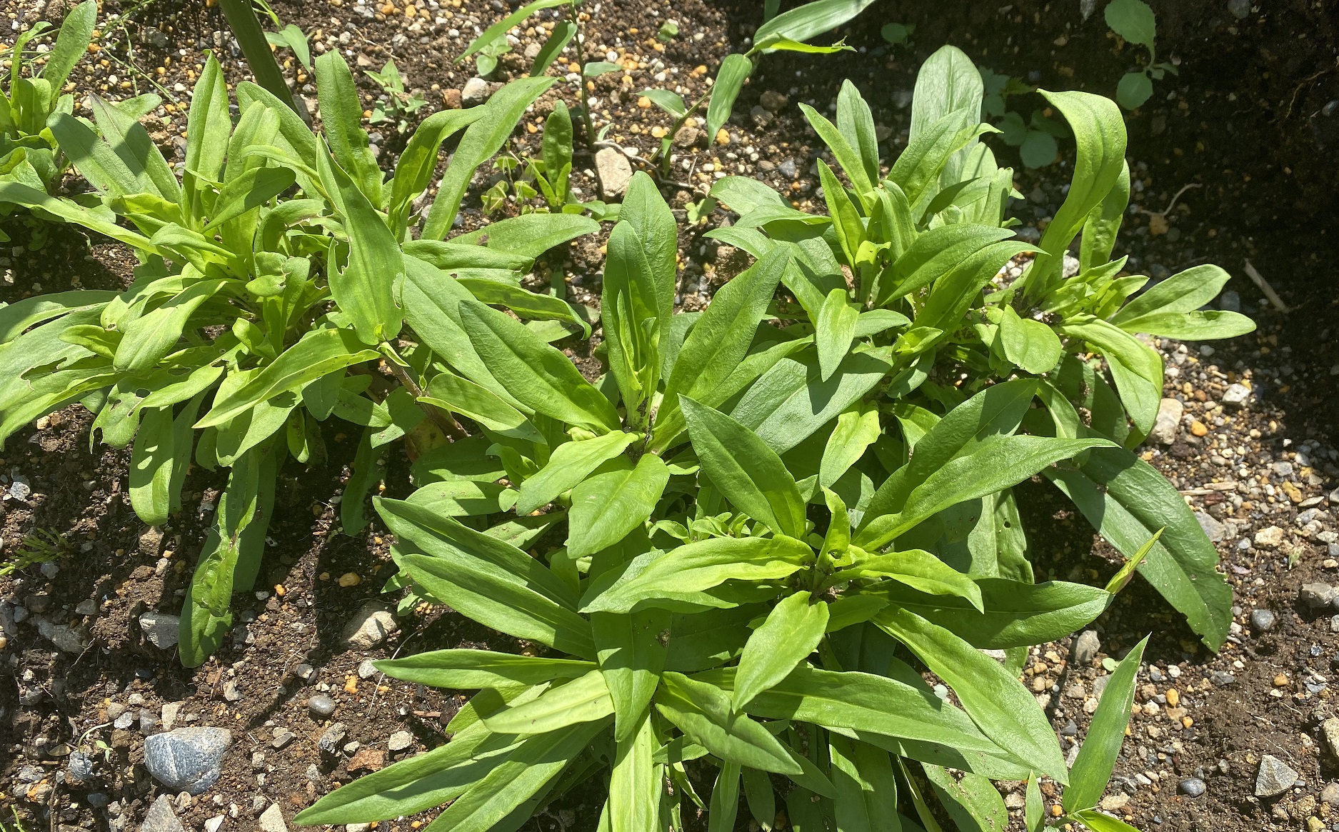 美女なでしこ0614