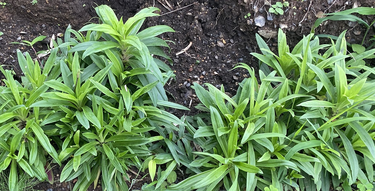 美女なでしこ0719