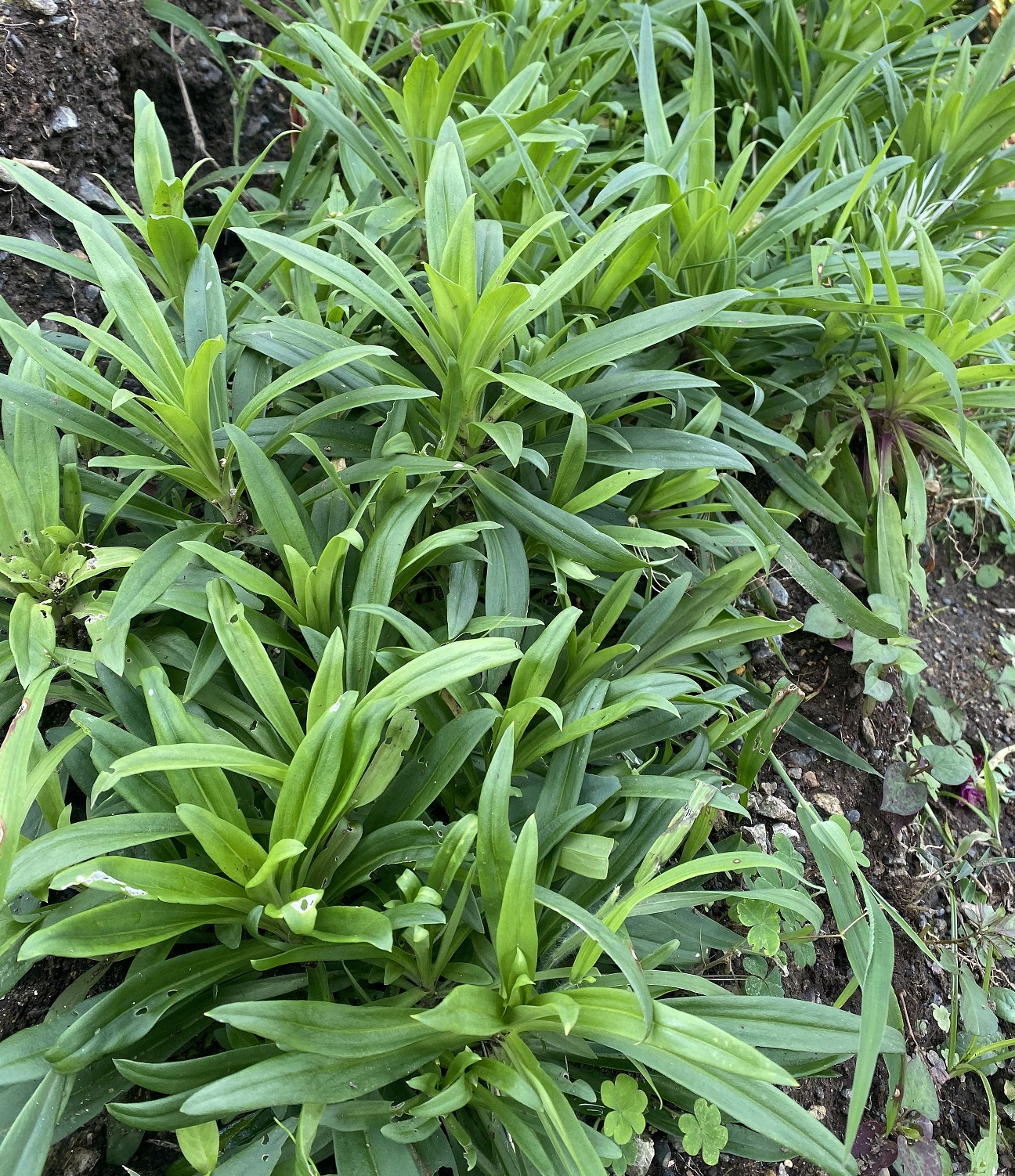 美女なでしこ0802