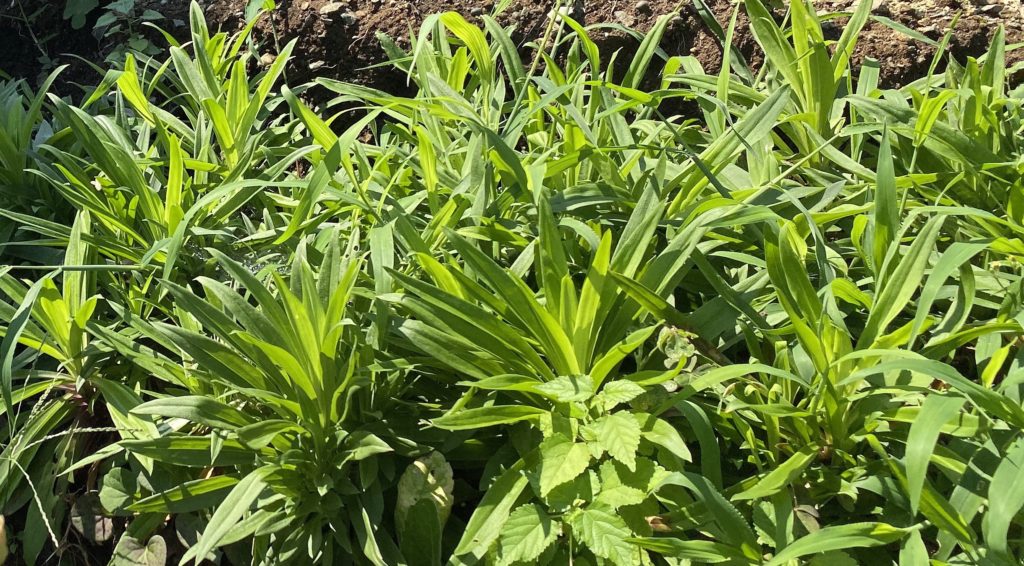 美女なでしこ0816