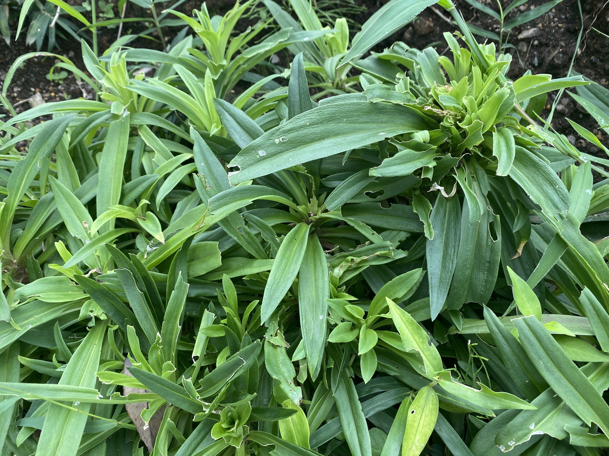 美女なでしこ0823