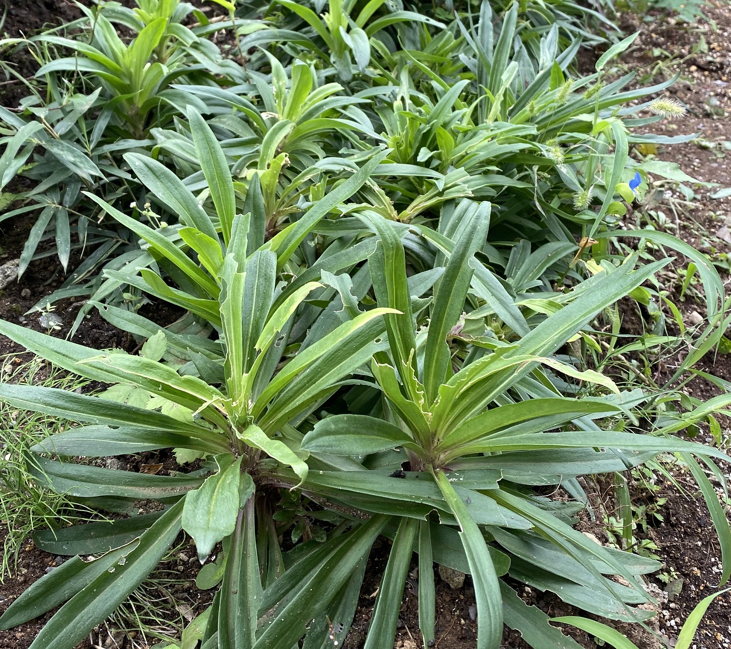 美女なでしこ0920