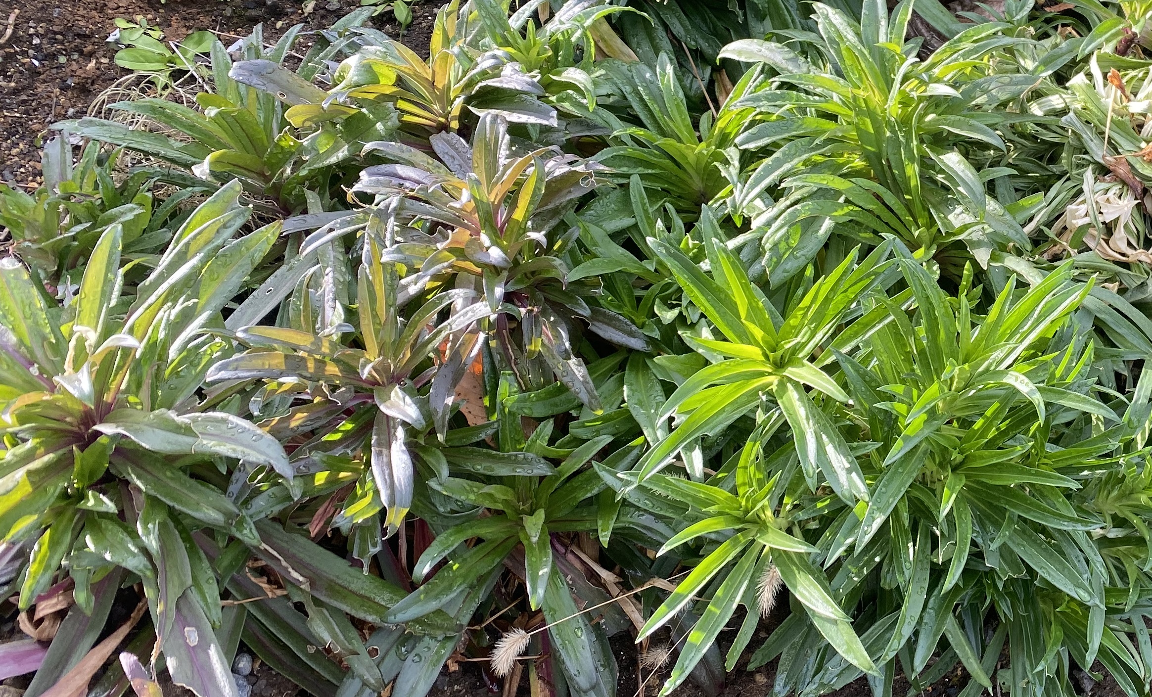 美女なでしこ1227