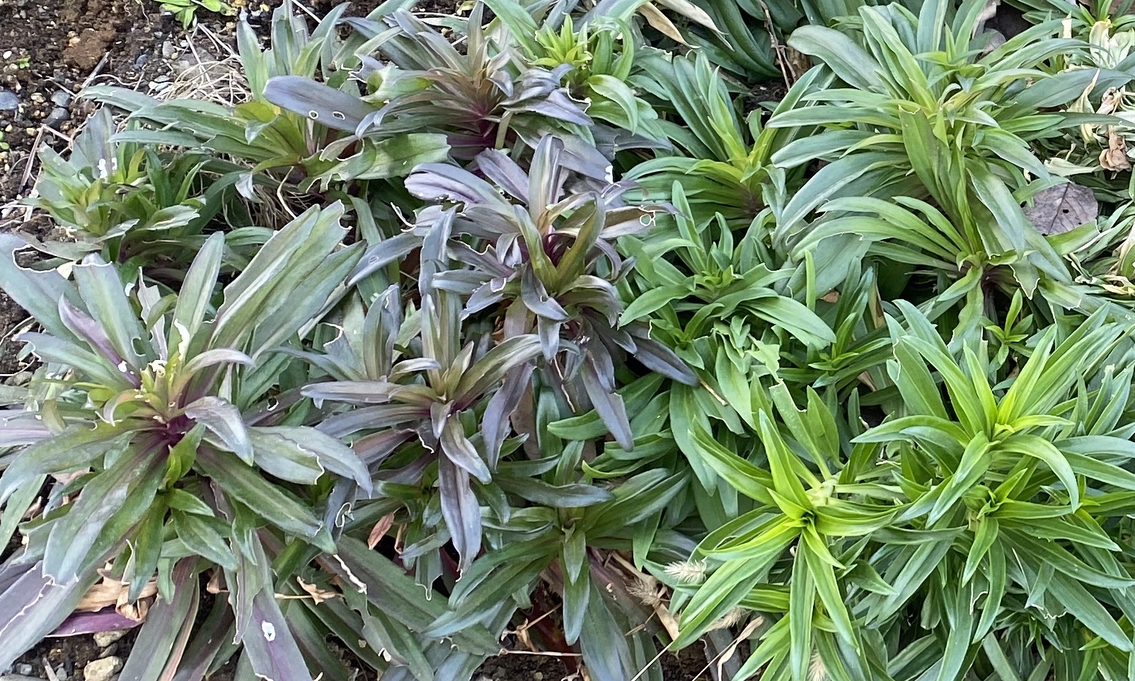 美女なでしこ0103