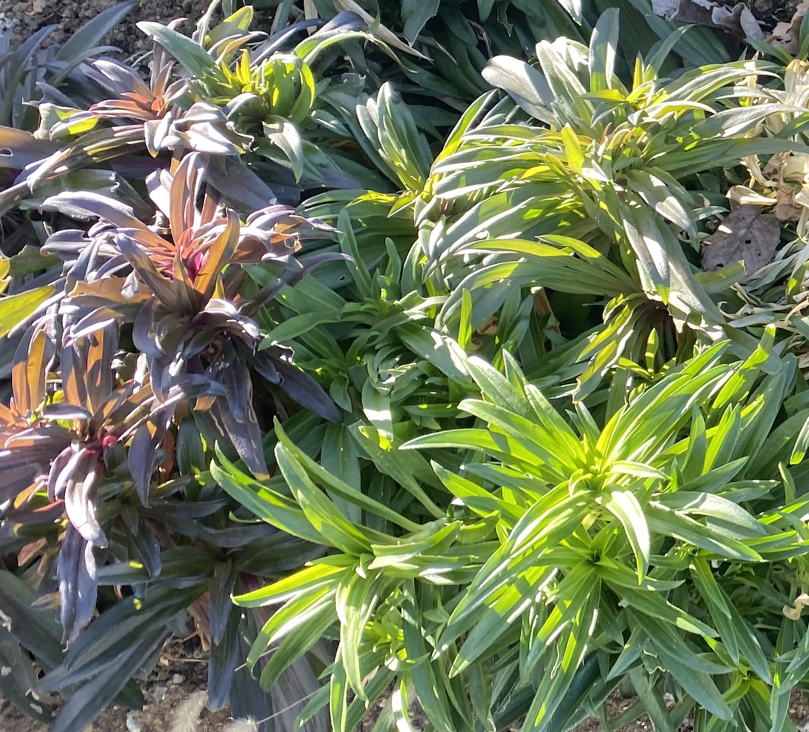 美女なでしこ0117