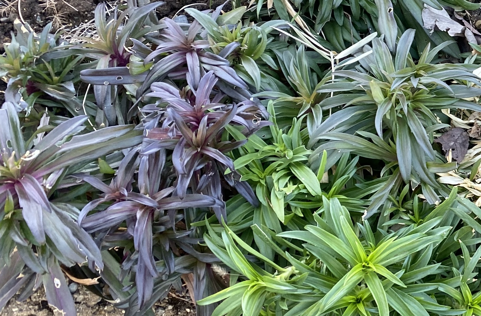 美女なでしこ0131