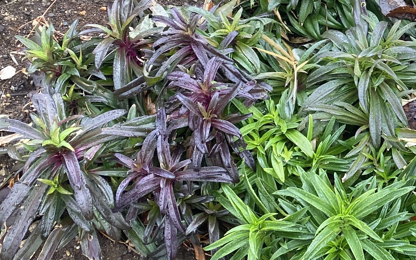 美女なでしこ0214