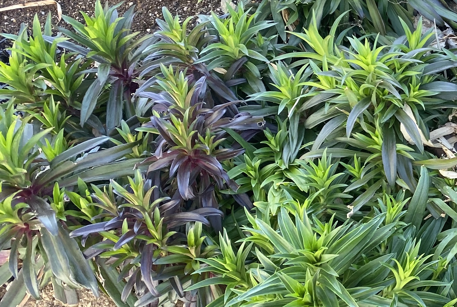 美女なでしこ0314