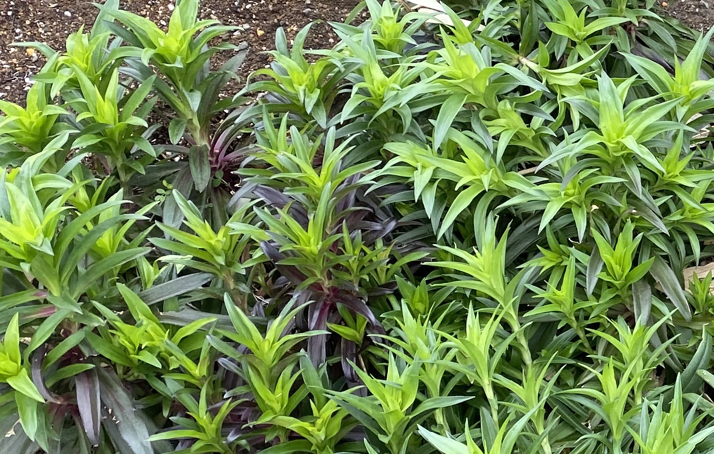 美女なでしこ0320